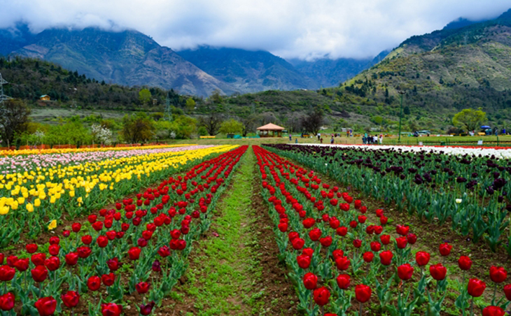 Tulip-Garden-in-Kashmir